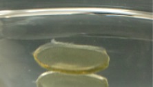 newantiallergicsoftcapsule-09